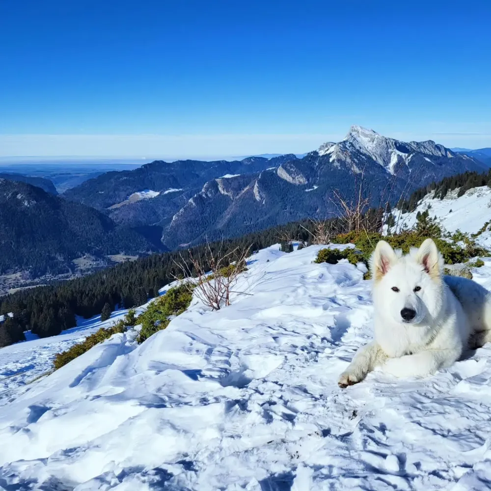 Usko, chien d'éducateur