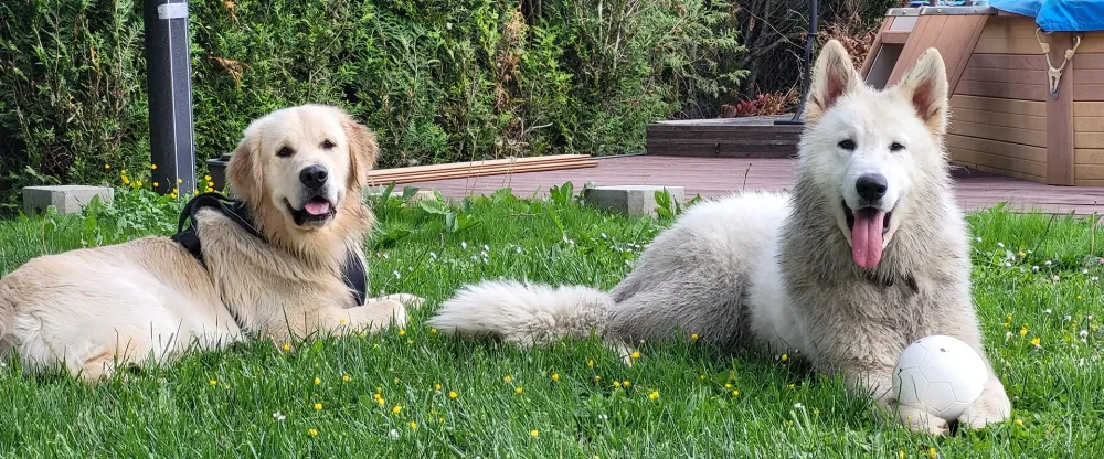 Comportementaliste canin à Plateau-des-Petites-Roches