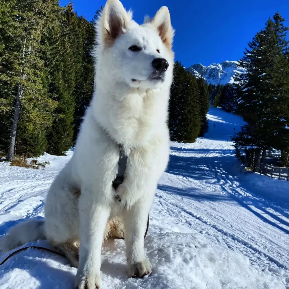 Usko, chien d'éducateur