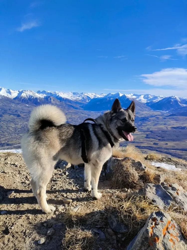 Éducateur canin à Plateau-des-Petites-Roches (40webp