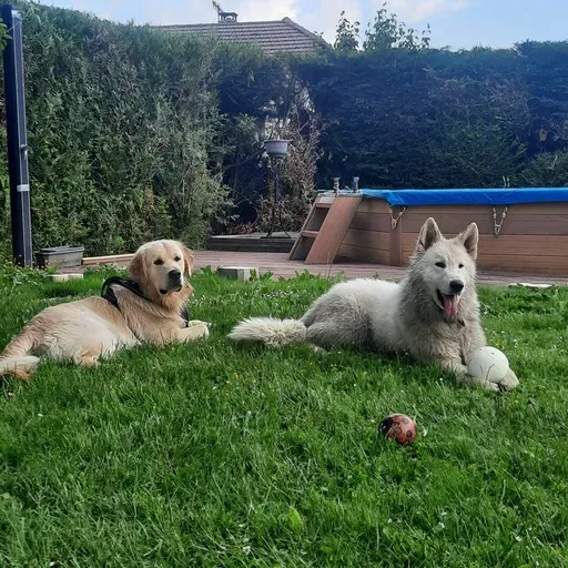 Éducateur canin à Plateau-des-Petites-Roches (4webp
