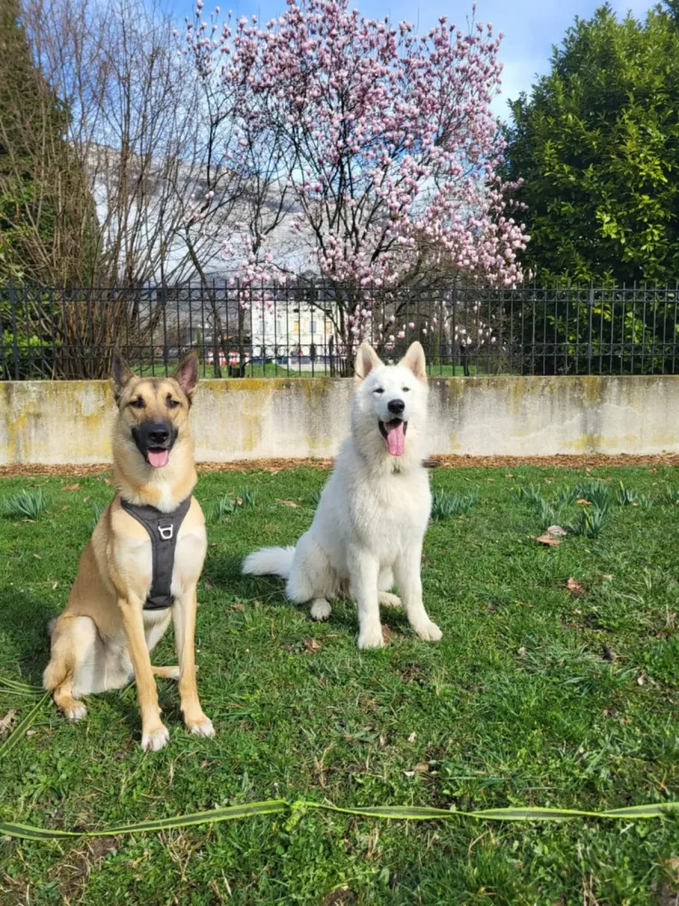 Éducateur canin à Plateau-des-Petites-Roches (24webp