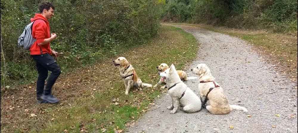 Éducateur canin à Plateau-des-Petites-Roches (37webp