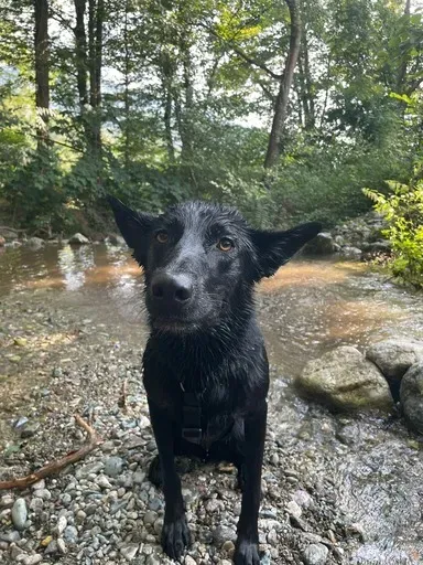 Éducateur canin à Plateau-des-Petites-Roches (2webp
