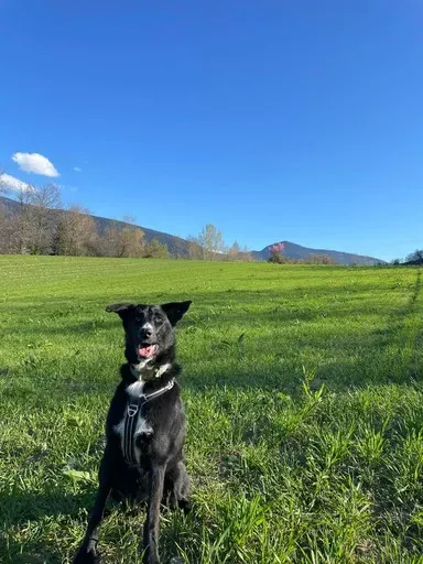 Éducateur canin à Plateau-des-Petites-Roches (5webp