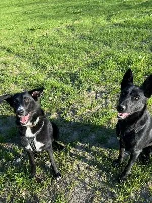 Éducateur canin à Plateau-des-Petites-Roches (7webp