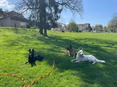 Éducateur canin à Plateau-des-Petites-Roches (10webp