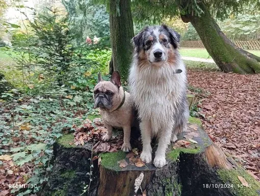 Éducateur canin à Plateau-des-Petites-Roches (12webp