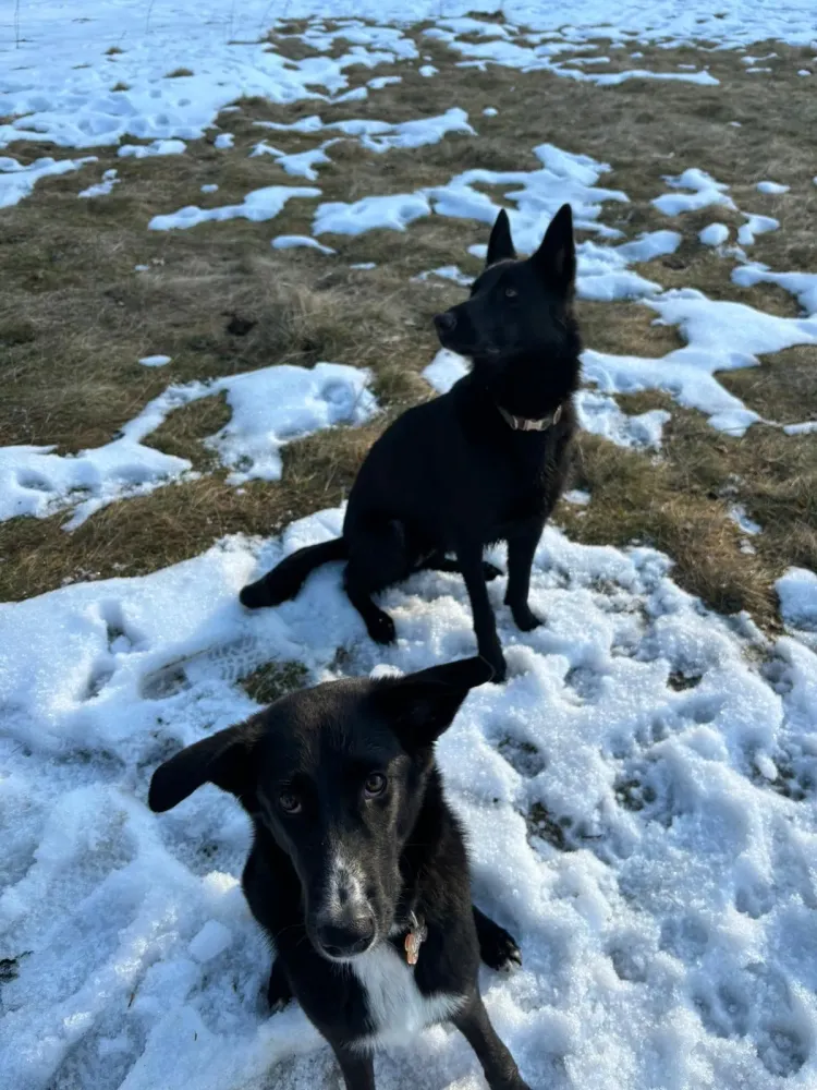 Éducateur canin à Plateau-des-Petites-Roches (14webp