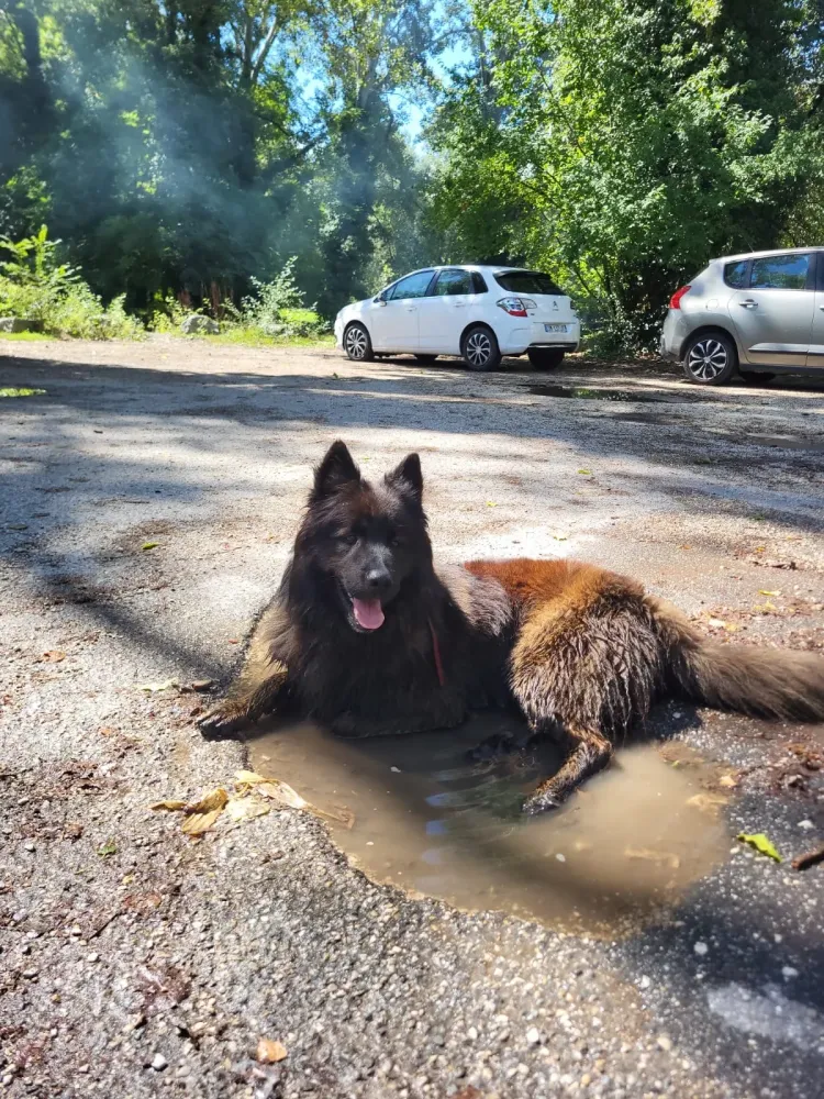 Éducateur canin à Plateau-des-Petites-Roches (16webp