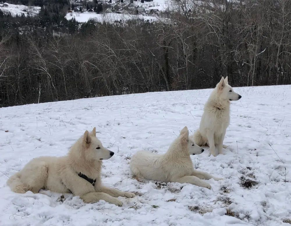 Éducateur canin à Plateau-des-Petites-Roches (17webp