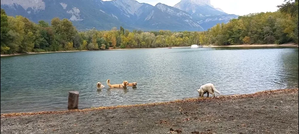 Éducateur canin à Plateau-des-Petites-Roches (21webp