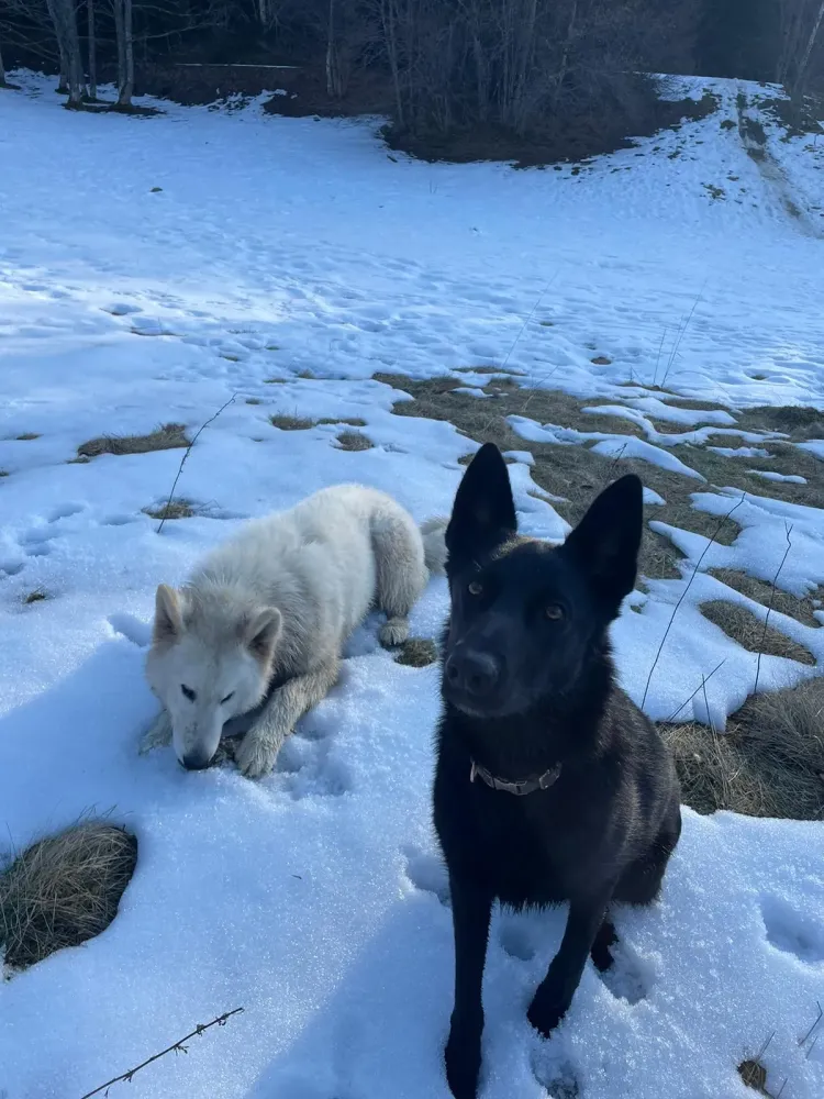 Éducateur canin à Plateau-des-Petites-Roches (22webp