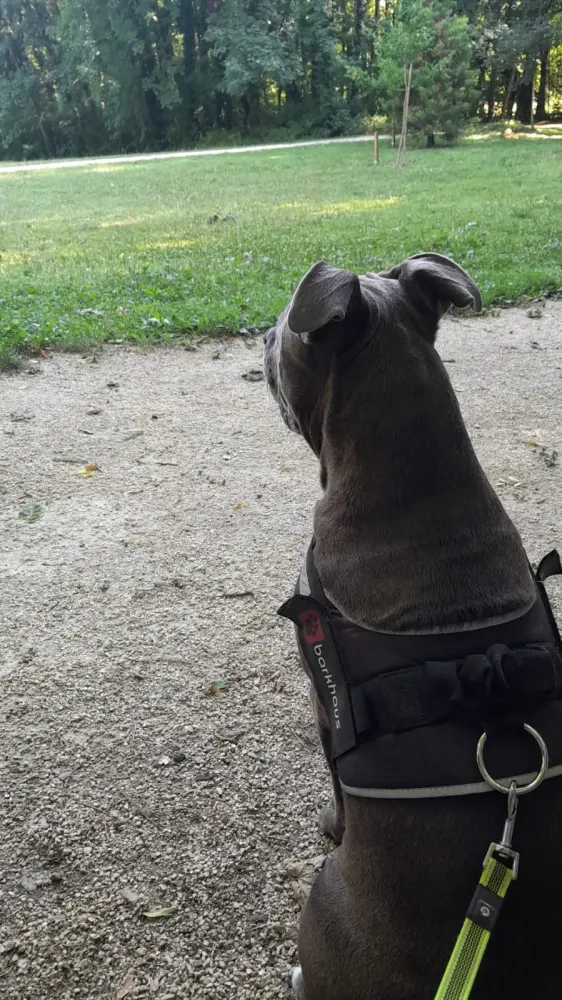 Éducateur canin à Plateau-des-Petites-Roches (26webp